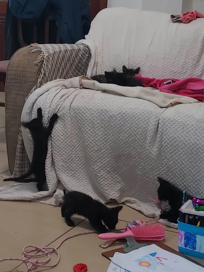 Gato ra a SRD-ViraLata idade Abaixo de 2 meses nome Não tem nome 