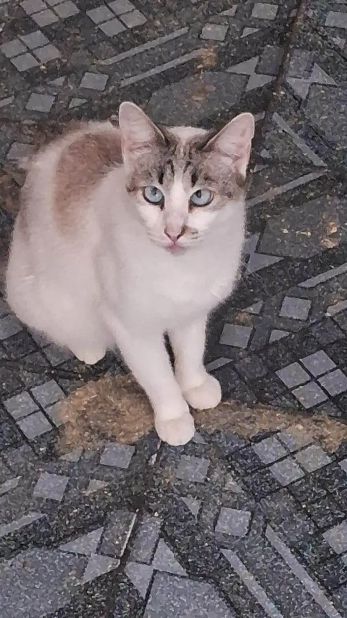 Gato ra a SRD-ViraLata idade 4 anos nome Mingual