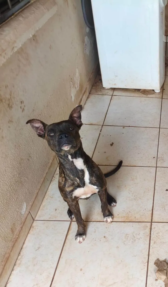 Cachorro ra a SRD-ViraLata idade 1 ano nome Smoke