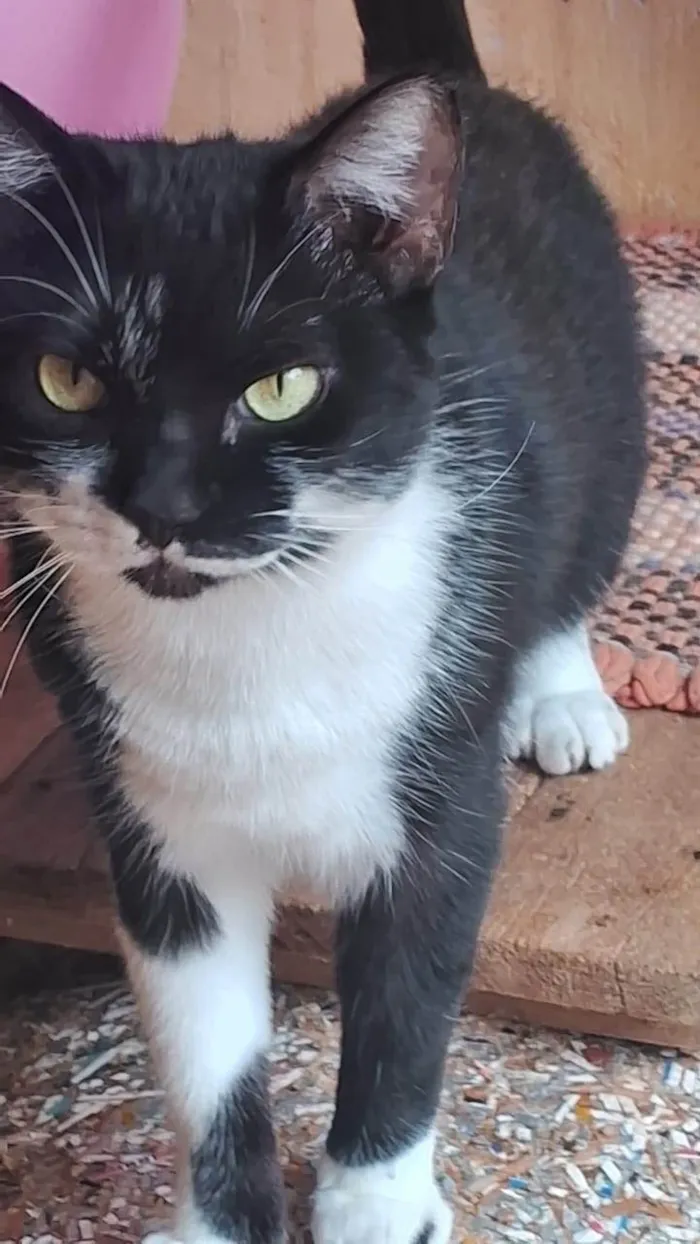 Gato ra a SRD-ViraLata idade 3 anos nome Judite 