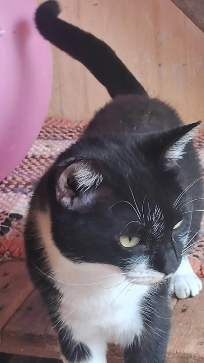Gato ra a SRD-ViraLata idade 3 anos nome Judite 