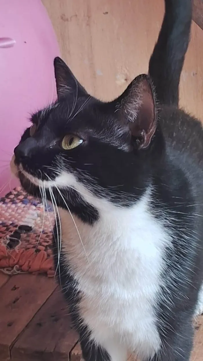 Gato ra a SRD-ViraLata idade 3 anos nome Judite 