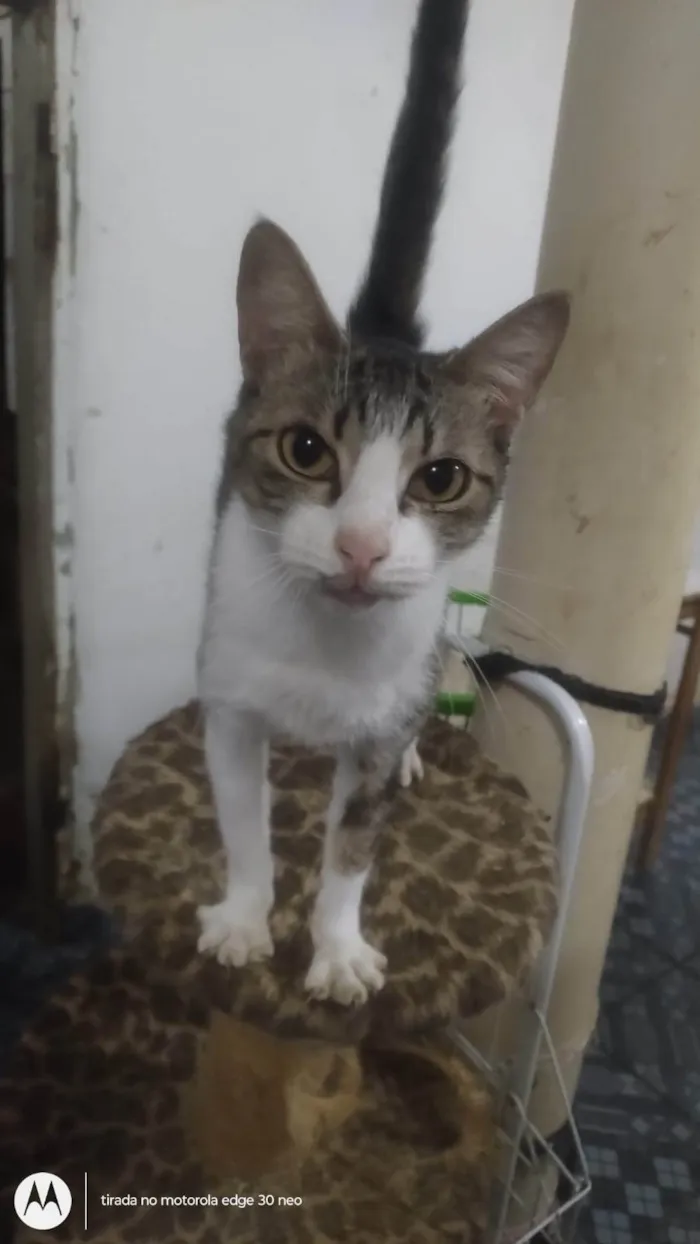 Gato ra a SRD-ViraLata idade 3 anos nome Pequena porção 