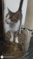 Pequena porção