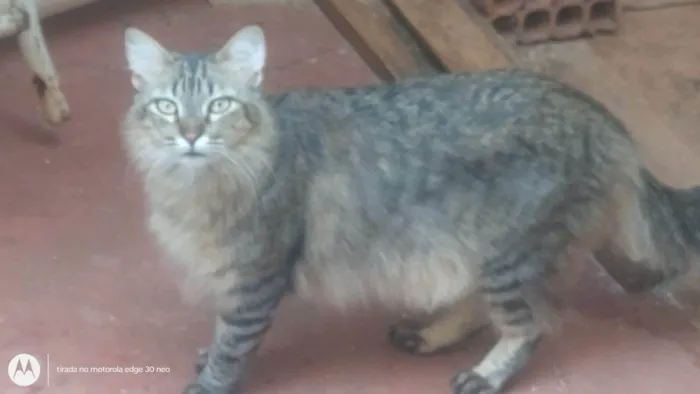 Gato ra a SRD-ViraLata idade 2 anos nome Mufasa