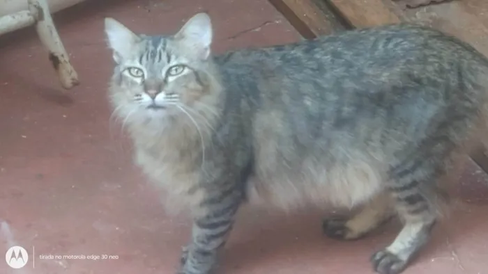 Gato ra a SRD-ViraLata idade 2 anos nome Mufasa