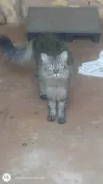 Mufasa