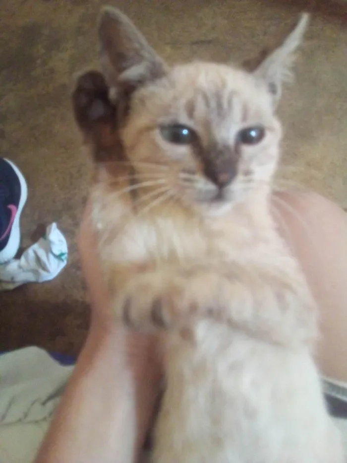 Gato ra a Exótico idade 2 a 6 meses nome sem nome
