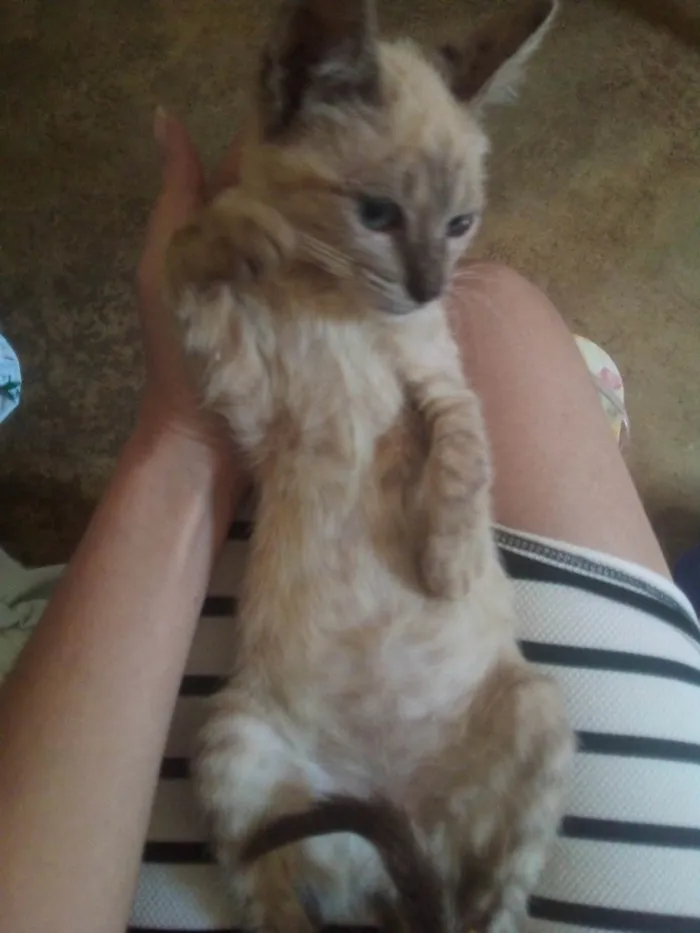 Gato ra a Exótico idade 2 a 6 meses nome sem nome