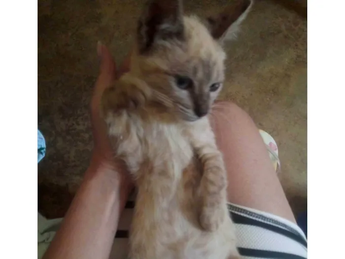 Gato ra a Exótico idade 2 a 6 meses nome sem nome