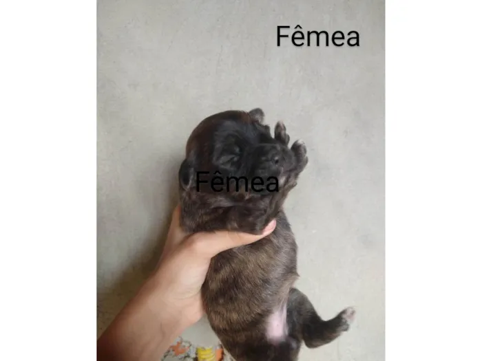 Cachorro ra a SRD-ViraLata idade Abaixo de 2 meses nome Sem nome 