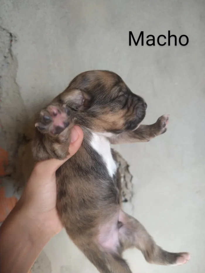 Cachorro ra a SRD-ViraLata idade Abaixo de 2 meses nome Sem nome 