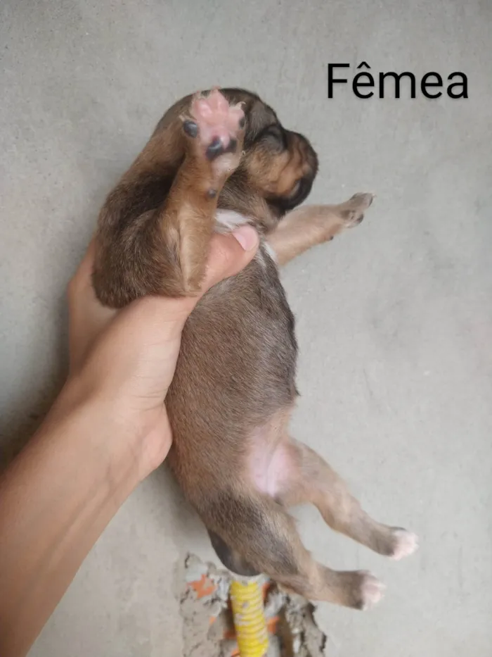 Cachorro ra a SRD-ViraLata idade Abaixo de 2 meses nome Sem nome 