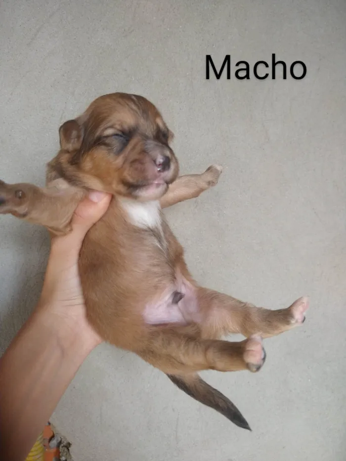 Cachorro ra a SRD-ViraLata idade Abaixo de 2 meses nome Sem nome 