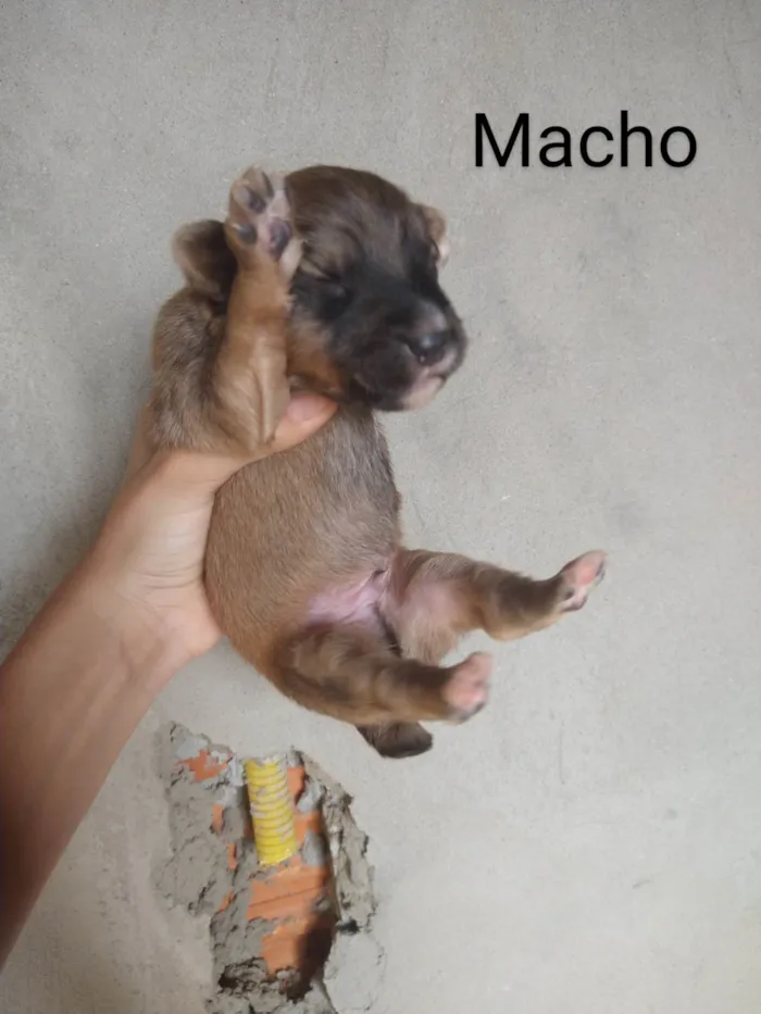Cachorro ra a SRD-ViraLata idade Abaixo de 2 meses nome Sem nome 