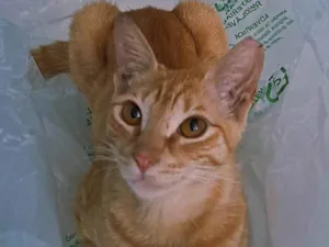 Gato raça SRD-ViraLata idade 1 ano nome ELIS