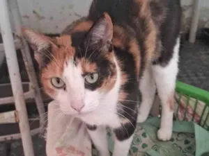 Gato raça SRD-ViraLata idade 5 anos nome Gatinha tricolor