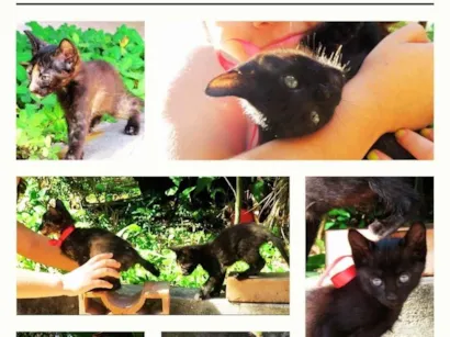 Gato raça SRD-ViraLata idade Abaixo de 2 meses nome Não tem nome 