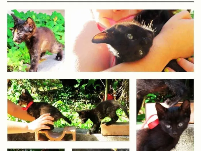 Gato ra a SRD-ViraLata idade Abaixo de 2 meses nome Não tem nome 
