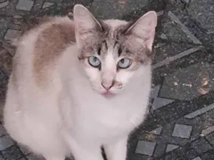 Gato raça SRD-ViraLata idade 4 anos nome Mingual