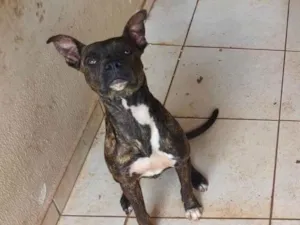 Cachorro raça SRD-ViraLata idade 1 ano nome Smoke