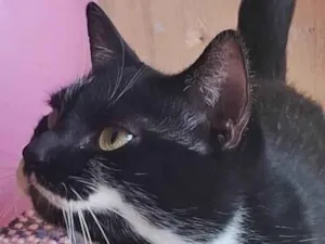 Gato raça SRD-ViraLata idade 3 anos nome Judite 
