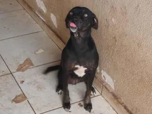 Cachorro raça SRD-ViraLata idade 1 ano nome Gamora