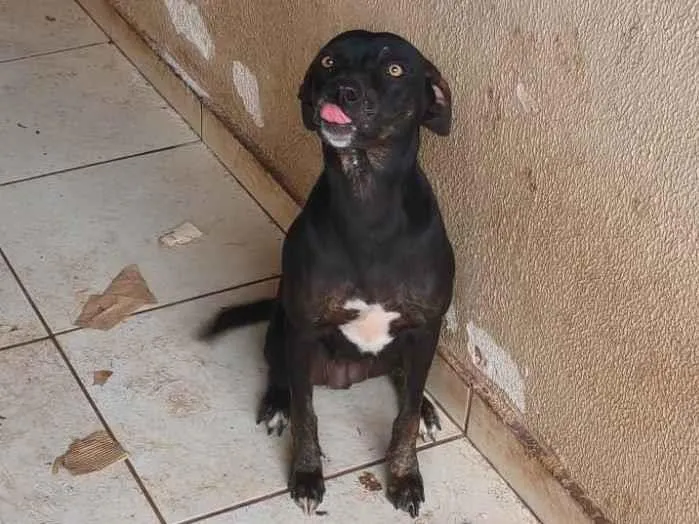 Cachorro ra a SRD-ViraLata idade 1 ano nome Gamora