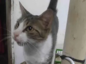 Gato raça SRD-ViraLata idade 3 anos nome Pequena porção 