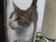 Pequena porção