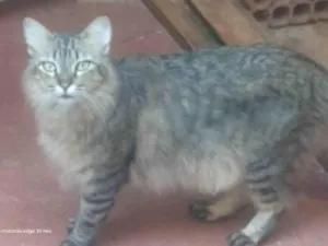 Gato raça SRD-ViraLata idade 2 anos nome Mufasa
