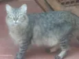 Mufasa