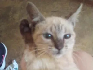 Gato raça Exótico idade 2 a 6 meses nome sem nome