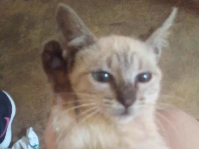 Gato ra a Exótico idade 2 a 6 meses nome sem nome