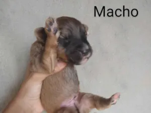 Cachorro raça SRD-ViraLata idade Abaixo de 2 meses nome Sem nome 