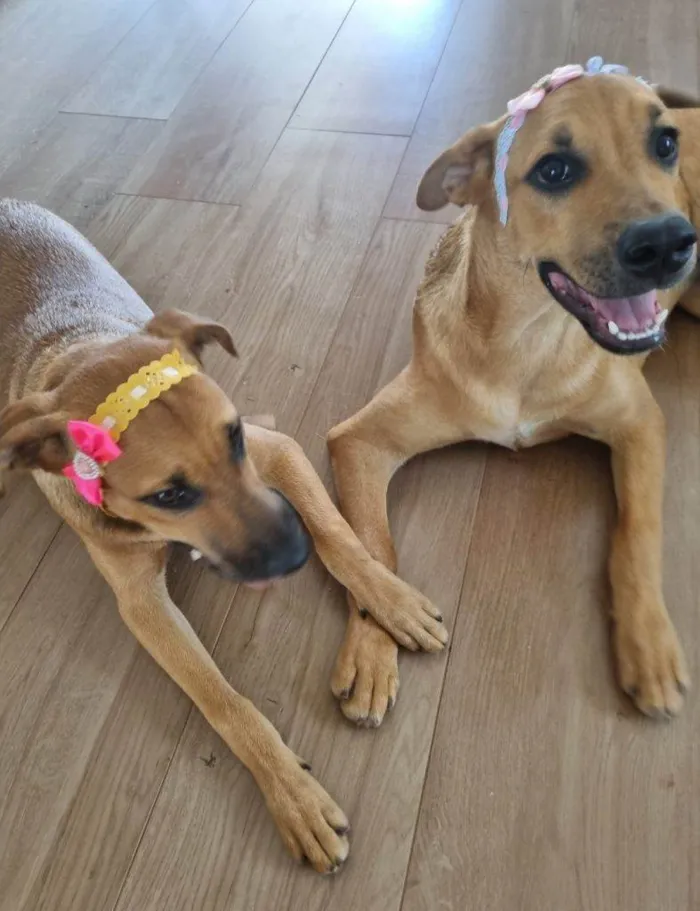 Cachorro ra a SRD-ViraLata idade 2 a 6 meses nome Falar com Fernanda - Whats 16 99777-3560
