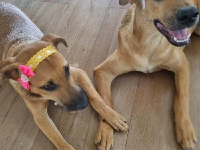 Cachorro ra a SRD-ViraLata idade 2 a 6 meses nome Falar com Fernanda - Whats 16 99777-3560