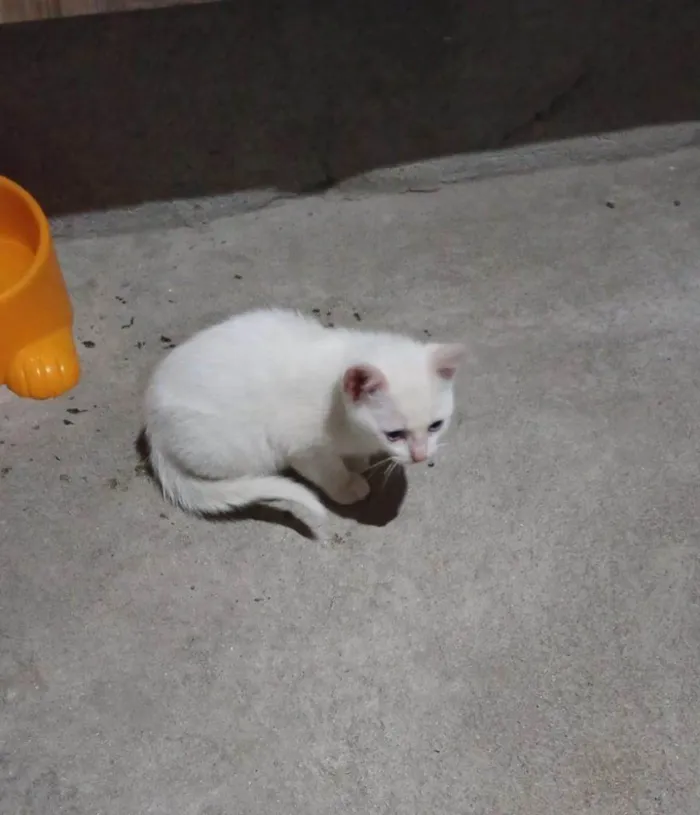Gato ra a SRD-ViraLata idade Abaixo de 2 meses nome Falar com Josiane - Whats 11 91576-1236