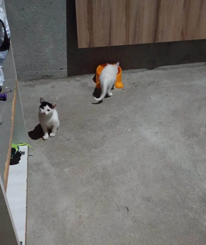 Gato ra a SRD-ViraLata idade Abaixo de 2 meses nome Falar com Josiane - Whats 11 91576-1236