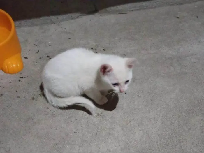 Gato ra a SRD-ViraLata idade Abaixo de 2 meses nome Falar com Josiane - Whats 11 91576-1236