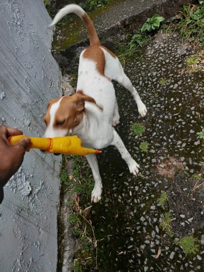 Cachorro ra a SRD-ViraLata idade 2 a 6 meses nome Falar com Philipe - Whats 21 99639-6778
