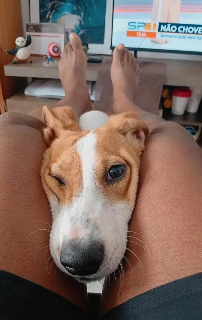 Cachorro ra a SRD-ViraLata idade 2 a 6 meses nome Falar com Philipe - Whats 21 99639-6778