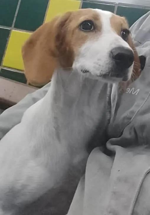 Cachorro ra a SRD-ViraLata idade 2 a 6 meses nome Falar com Philipe - Whats 21 99639-6778