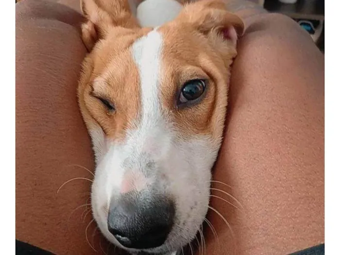Cachorro ra a SRD-ViraLata idade 2 a 6 meses nome Falar com Philipe - Whats 21 99639-6778