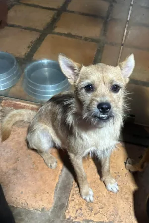 Cachorro raça SRD-ViraLata idade 2 anos nome Henrique 