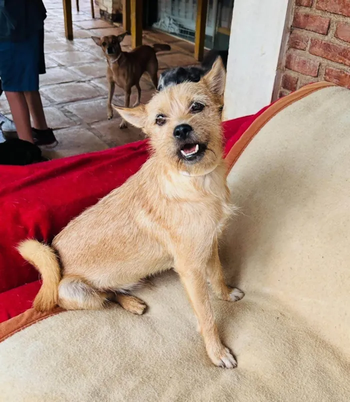 Cachorro ra a SRD-ViraLata idade 2 anos nome Henrique 