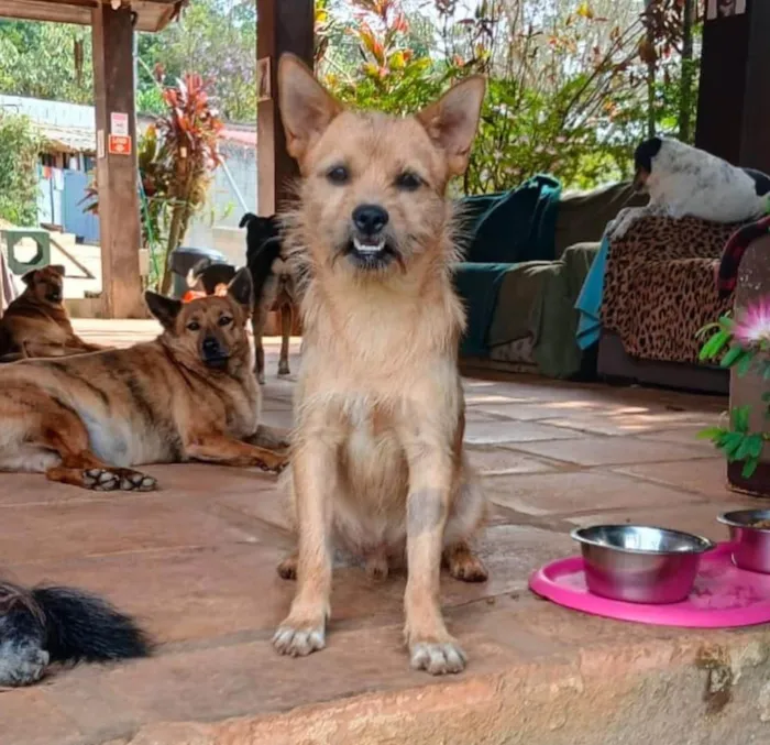 Cachorro ra a SRD-ViraLata idade 2 anos nome Henrique 