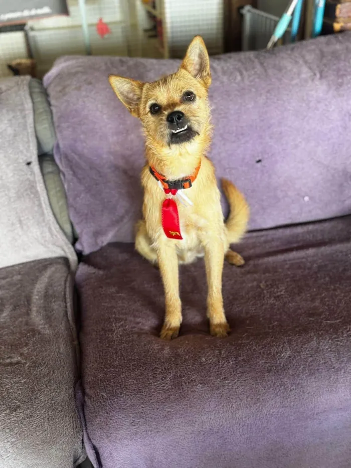 Cachorro ra a SRD-ViraLata idade 2 anos nome Henrique 