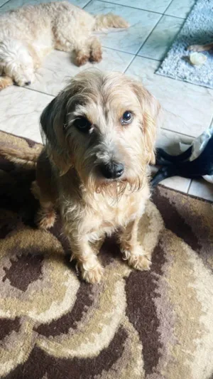 Cachorro raça SRD-ViraLata idade 3 anos nome Loirinho doce
