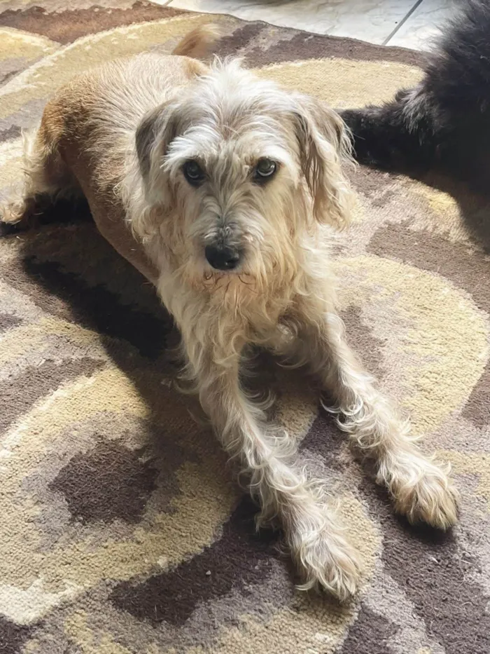 Cachorro ra a SRD-ViraLata idade 3 anos nome Loirinho doce